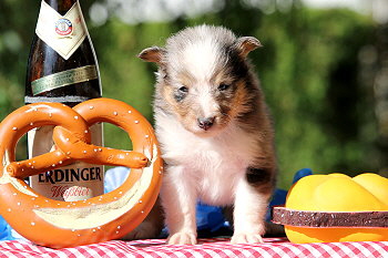 Caribic vom Affinger Bach, 4 Wochen alt