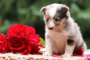 Caribic vom Affinger Bach, 5 Wochen alt 