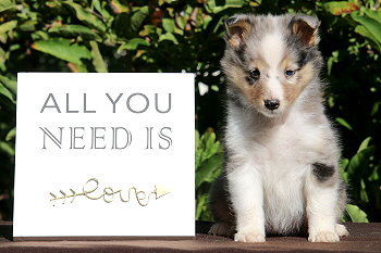 Caribic vom Affinger Bach, 6 Wochen alt 