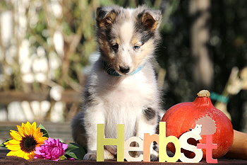 Caribic vom Affinger Bach, 8 Wochen alt 