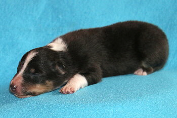 Cosmo vom Affinger Bach, 1 Woche alt 