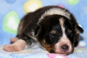 Cosmo vom Affinger Bach, 2 Wochen alt 