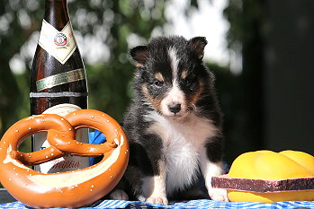 Cosmo vom Affinger Bach, 4 Wochen alt 