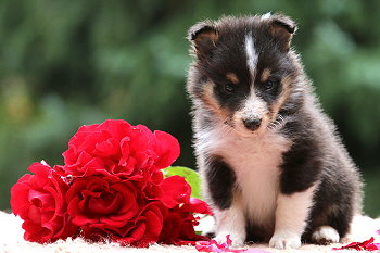 Cosmo vom Affinger Bach, 5 Wochen alt 