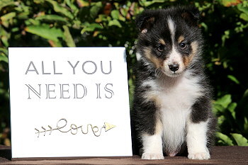 Cosmo vom Affinger Bach, 6 Wochen alt