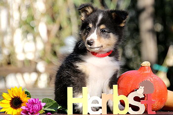 Cosmo vom Affinger Bach, 8 Wochen alt 