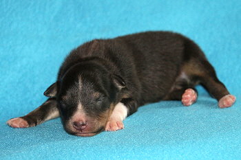 Caruso vom Affinger Bach, 1 Woche alt 