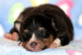 Caruso vom Affinger Bach, 2 Wochen alt 