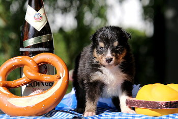 Caruso vom Affinger Bach, 4 Wochen alt 