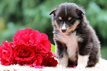 Caruso vom Affinger Bach, 5 Wochen alt 