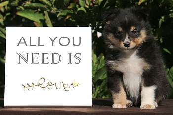 Caruso vom Affinger Bach, 6 Wochen alt 