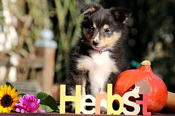 Caruso vom Affinger Bach, 8 Wochen alt 