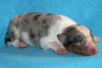 Crispin vom Affinger Bach, 1 Woche alt 