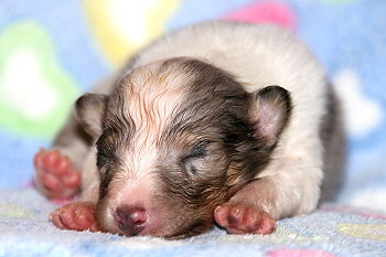 Crispin vom Affinger Bach, 2 Wochen alt