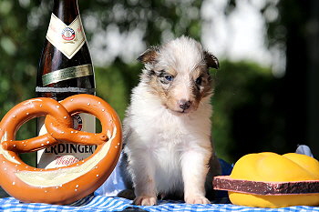 Crispin vom Affinger Bach, 4 Wochen alt 