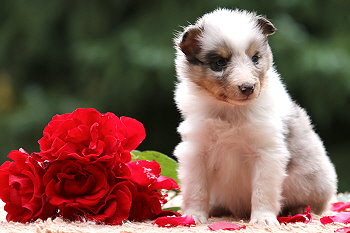 Crispin vom Affinger Bach, 5 Wochen alt 