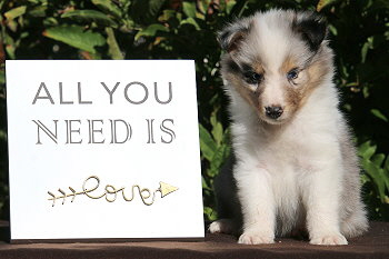 Crispin vom Affinger Bach, 6 Wochen alt 