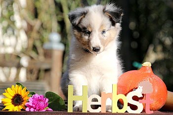 Crispin vom Affinger Bach, 8 Wochen alt 