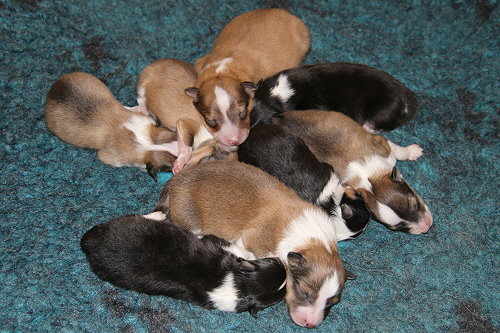 D3-Wurf vom Affinger Bach, 2 Tage alt 