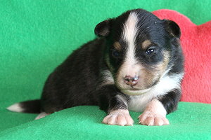 Django vom Affinger Bach, 2 Wochen alt 