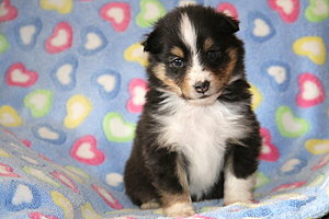 Django vom Affinger Bach, 4 Wochen alt