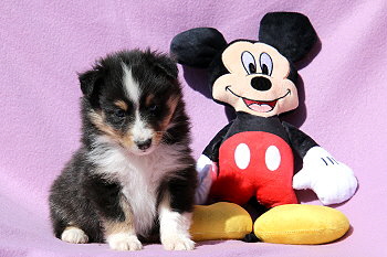 Django vom Affinger Bach, 5 Wochen alt