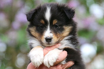 Django vom Affinger Bach, 6 Wochen alt 