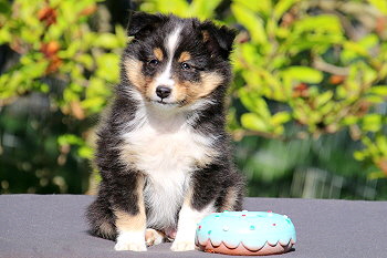 Django vom Affinger Bach, 7 Wochen alt 