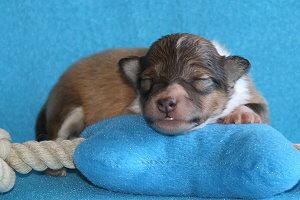 Disney vom Affinger Bach, 1 Woche alt