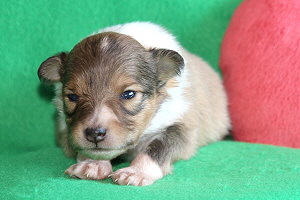 Disney vom Affinger Bach, 2 Wochen alt