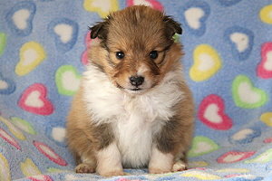 Disney vom Affinger Bach, 4 Wochen alt