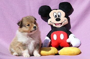 Disney vom Affinger Bach, 5 Wochen alt 