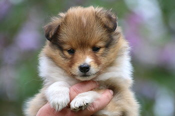 Disney vom Affinger Bach, 6 Wochen alt 