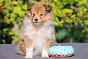 Disney vom Affinger Bach, 7 Wochen alt 