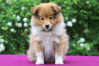 Disney vom Affinger Bach, 8 Wochen alt 