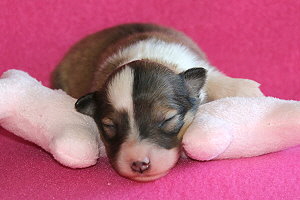 Danica vom Affinger Bach, 1 Woche alt 