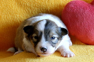 Danica vom Affinger Bach, 2 Wochen alt 