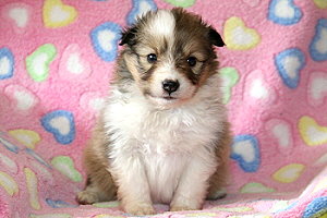 Danica vom Affinger Bach, 4 Wochen alt 