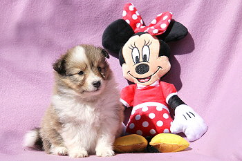 Danica vom Affinger Bach, 5 Wochen alt 