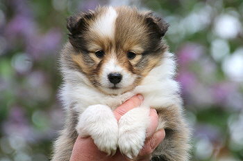 Danica vom Affinger Bach, 6 Wochen alt 