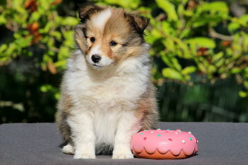 Danica vom Affinger Bach, 7 Wochen alt