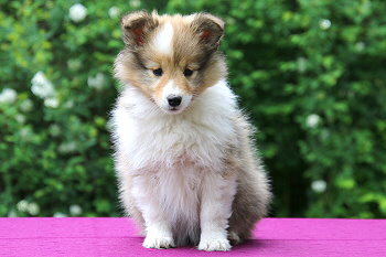 Danica vom Affinger Bach, 8 Wochen alt 