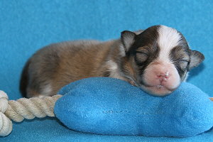 Duplo vom Affinger Bach, 1 Woche alt 