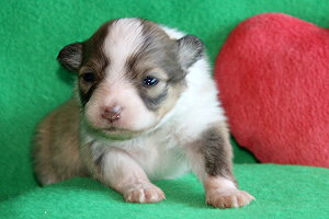 Duplo vom Affinger Bach, 2 Wochen alt 