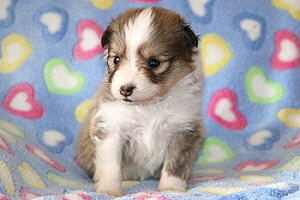 Duplo vom Affinger Bach, 4 Wochen alt 