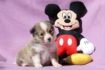 Duplo vom Affinger Bach, 5 Wochen alt 