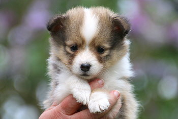 Duplo vom Affinger Bach, 6 Wochen alt 