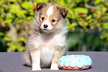 Duplo vom Affinger Bach, 7 Wochen alt 