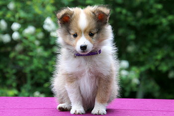 Duplo vom Affinger Bach, 8 Wochen alt 