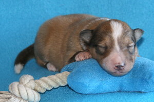 Darian vom Affinger Bach, 1 Woche alt 